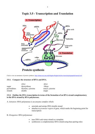 Topic 3.5 - Transcription and Translation
Click to view an animation of protein synthesis: http://telstar.ote.cmu.edu/Hughes/HughesArchive/tutorial/polypeptide/tutorial.swf
3.5.1. Compare the structure of RNA and DNA.
DNA RNA
sugar deoxyribose ribose
pyrimidines thymine, cytosine uracil, cytosine
strands double single
3.5.2. Outline the DNA transcription in terms of the formation of an RNA strand complementary
to the DNA strand by RNA polymerase.
A. Initiation: RNA polymerase is an enzyme complex which:
• unwinds and unzips DNA double strand
• attaches to promoter region of gene, which marks the beginning point for
transcription
B. Elongation: RNA polymerase:
• uses DNA anti-sense strand as a template
• synthesizes a complementary RNA strand using base pairing rules
1
 