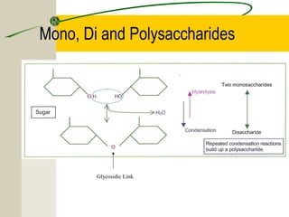 3.2 carbs, lipids & proteins | PPT