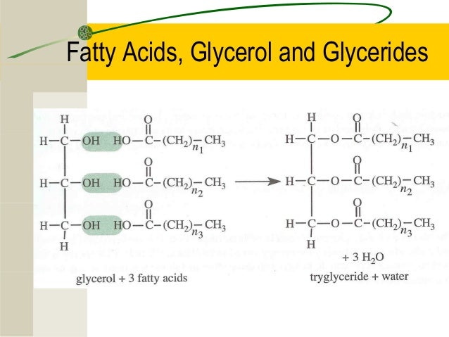 3 2 Carbs Lipids Proteins