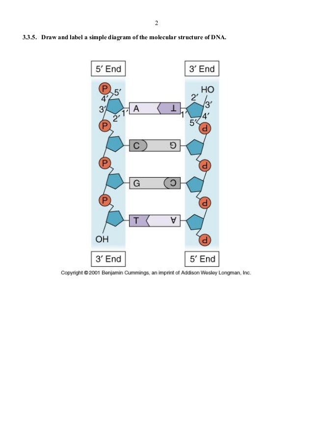 3.3 dna structure notes