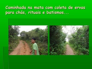 Caminhada na mata com coleta de ervasCaminhada na mata com coleta de ervas
para chás, rituais e batismos...para chás, rituais e batismos...
 
