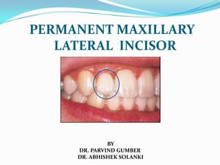 PERMANENT MAXILLARY
LATERAL INCISOR
BY
DR. PARVIND GUMBER
DR. ABHISHEK SOLANKI
 