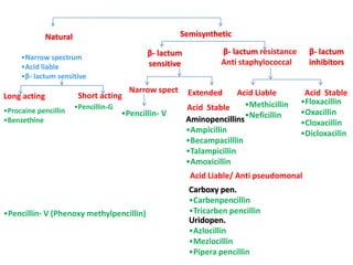 Semisynthetic

Natural

β- lactum
sensitive

•Narrow spectrum
•Acid liable
•β- lactum sensitive

Long acting
•Procaine pencillin
•Benzethine

Short acting
•Pencillin-G

Narrow spect

•Pencillin- V

β- lactum resistance
Anti staphylococcal

Extended

Acid Liable
•Methicillin
Acid Stable
Aminopencillins •Neficillin
•Ampicillin
•Becampacilllin
•Talampicillin
•Amoxicillin

β- lactum
inhibitors

Acid Stable
•Floxacillin
•Oxacillin
•Cloxacillin
•Dicloxacilin

Acid Liable/ Anti pseudomonal

•Pencillin- V (Phenoxy methylpencillin)

Carboxy pen.
•Carbenpencillin
•Tricarben pencillin
Uridopen.
•Azlocillin
•Mezlocillin
•Pipera pencillin

 