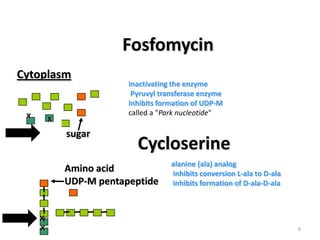 Fosfomycin
Cytoplasm

X

X

sugar

Inactivating the enzyme
Pyruvyl transferase enzyme
Inhibits formation of UDP-M
called a "Park nucleotide"

Cycloserine

Amino acid
UDP-M pentapeptide

X
X

alanine (ala) analog
inhibits conversion L-ala to D-ala
inhibits formation of D-ala-D-ala

6

 
