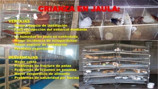 CRIANZA EN JAULA:
• VENTAJAS

• Menor espacio de instalación
• Fácil recolección del estiércol mediante
bandejas
• La humedad en jaula es controlada
• Menor incidencia de ectoparásitos
• Menor espacio de instalación
• Permitirá exportación

• DESVENTAJAS
•
•
•
•
•

Mayor costo
Problemas de fractura de patas
Problemas de lesiones en pezones
Mayor desperdicio de alimento
Problemas de salubridad por hacinamiento

 