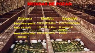 MEDIDAS DE POZAS:

Categoría

Medidas

Capacidad

Pozas de empadre

1.50 x 1.00 x 0.45 m.

7 a 10 hembras/macho

Pozas de recría

1.50 x 1.00 x 0.45 m.

10 machos ó 15
hembras

Pozas individuales
(machos)

0.50 x 0.50x 0.45 m.

1 macho

 