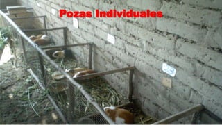 Pozas Individuales

 