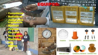EQUIPOS:
• Comederos
• Bebederos
• Jabas para
transporte
• Balanza
• Palanas
• Escobas
• Recogedor
• Machetes
• Hoz
• Baldes

 