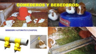 COMEDEROS Y BEBEDEROS:

 