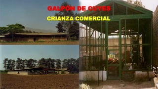 GALPÓN DE CUYES
CRIANZA COMERCIAL

 