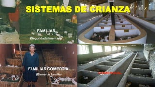 SISTEMAS DE CRIANZA
FAMILIAR
(Seguridad alimentaria)

FAMILIAR COMERCIAL
(Bienestar familiar)

COMERCIAL

 