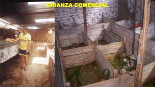 CRIANZA COMERCIAL

 
