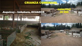 CRIANZA COMERCIAL
Auquicuy – Imbabura, ECUADOR

CAPACIDAD

35 000

 