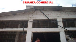 CRIANZA COMERCIAL

 