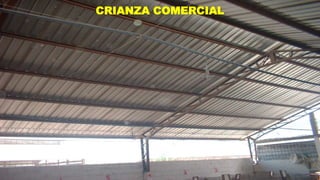 CRIANZA COMERCIAL

 