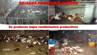 CRIANZA FAMILIAR O CASERA

Se producen bajos rendimientos productivos

COSTA

SIERRA

 