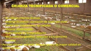 CRIANZA TECNIFICADA O COMERCIAL

• Se utilizan criterios técnicos
• Ordenar la crianza: separación de cuyes por clase
• Contar con instalaciones apropiadas
• Mejorar alimentación
• Buen manejo de la reproducción
• Mejoramiento genético: Selección y Cruzamiento
• Sanidad
• Permite obtener animales de buen peso y de mayor calidad en
menor tiempo.

 