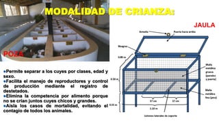 MODALIDAD DE CRIANZA:
JAULA

POZA
Permite

separar a los cuyes por clases, edad y

sexo.
Facilita el manejo de reproductores y control
de producción mediante el registro de
destetados.
Elimina la competencia por alimento porque
no se crían juntos cuyes chicos y grandes.
Aísla los casos de mortalidad, evitando el
contagio de todos los animales.

 