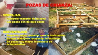 POZAS DE CRIANZA:
• VENTAJAS:

• Cualquier material de la zona
• Las pozas son de bajo costo

• DESVENTAJAS:
 Requiere

mayor espacio para la instalación.
 Es más trabajoso recolectar el estiércol.
 En pozas hay mayor incidencia de
ectoparásitos.

 