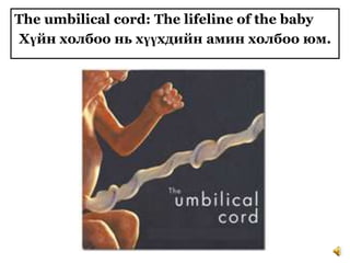The umbilical cord: The lifeline of the baby
Хүйн холбоо нь хүүхдийн амин холбоо юм.

 