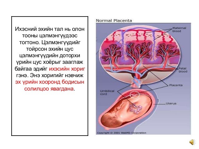 3. development of_embryo_and_fetus