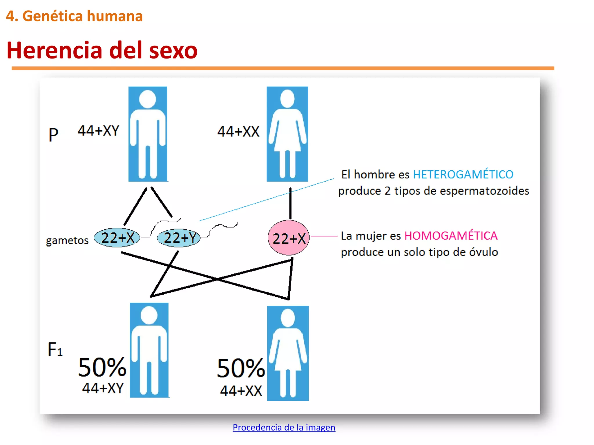 3. las leyes de la herencia | PDF | Genetics | Science