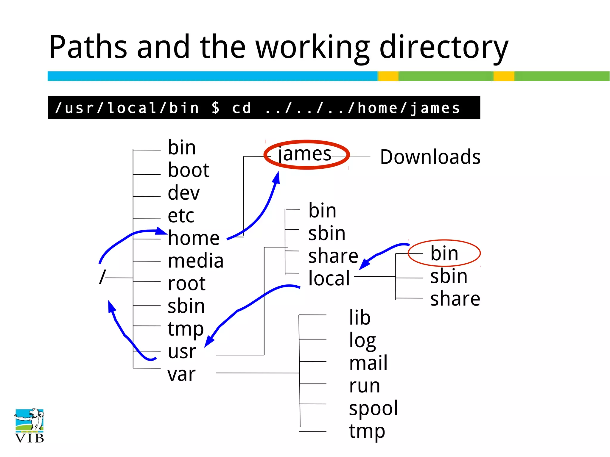 Paths and the working directory
/usr/local/bin $ cd ../../../home/james

/

bin
boot
dev
etc
home
media
root
sbin
tmp
usr
var

james

Downloads

bin
sbin
share
local
lib
log
mail
run
spool
tmp

bin
sbin
share

 