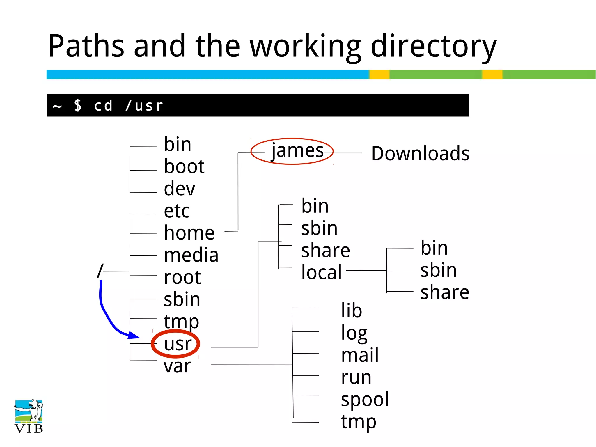 Paths and the working directory
~ $ cd /usr

/

bin
boot
dev
etc
home
media
root
sbin
tmp
usr
var

james

Downloads

bin
sbin
share
local
lib
log
mail
run
spool
tmp

bin
sbin
share

 