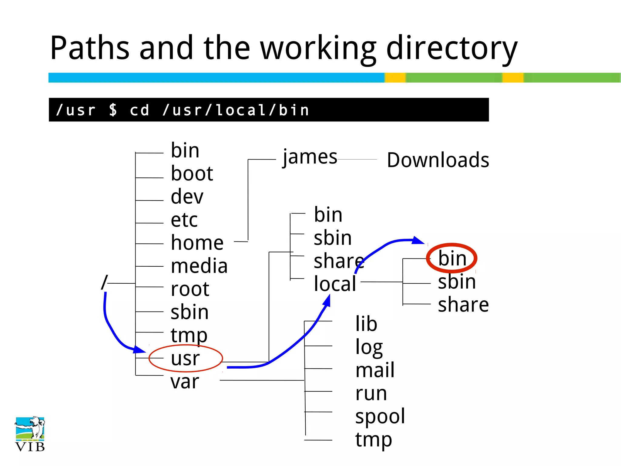 Paths and the working directory
/usr $ cd /usr/local/bin

/

bin
boot
dev
etc
home
media
root
sbin
tmp
usr
var

james

Downloads

bin
sbin
share
local
lib
log
mail
run
spool
tmp

bin
sbin
share

 