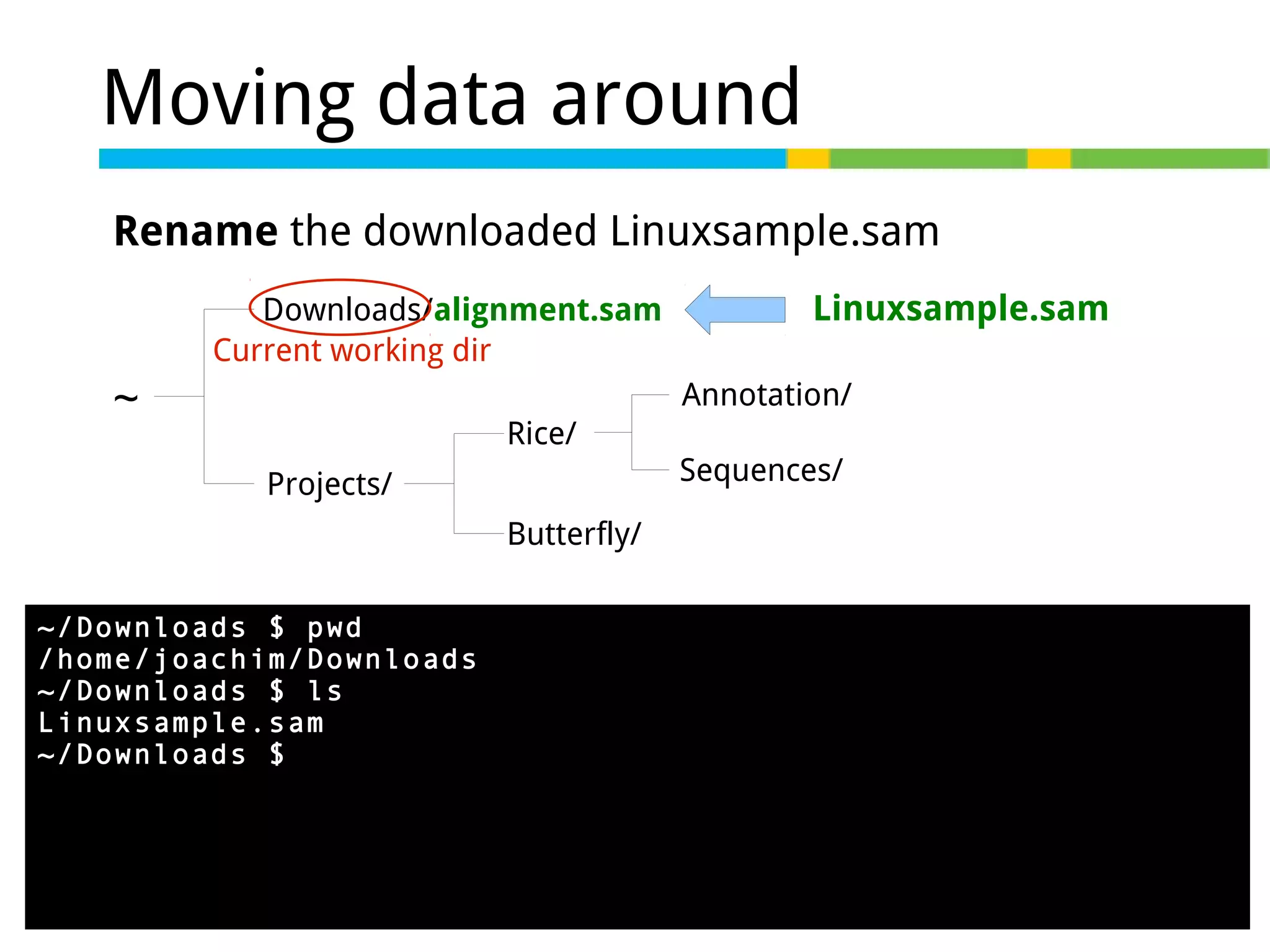 Moving data around
Rename the downloaded Linuxsample.sam
Downloads/alignment.sam
Current working dir

~

Linuxsample.sam
Annotation/

Rice/
Projects/

Sequences/

Butterfly/
~/Downloads $ pwd
/home/joachim/Downloads
~/Downloads $ ls
Linuxsample.sam
~/Downloads $ mv Linuxsample.sam alignment.sam

 
