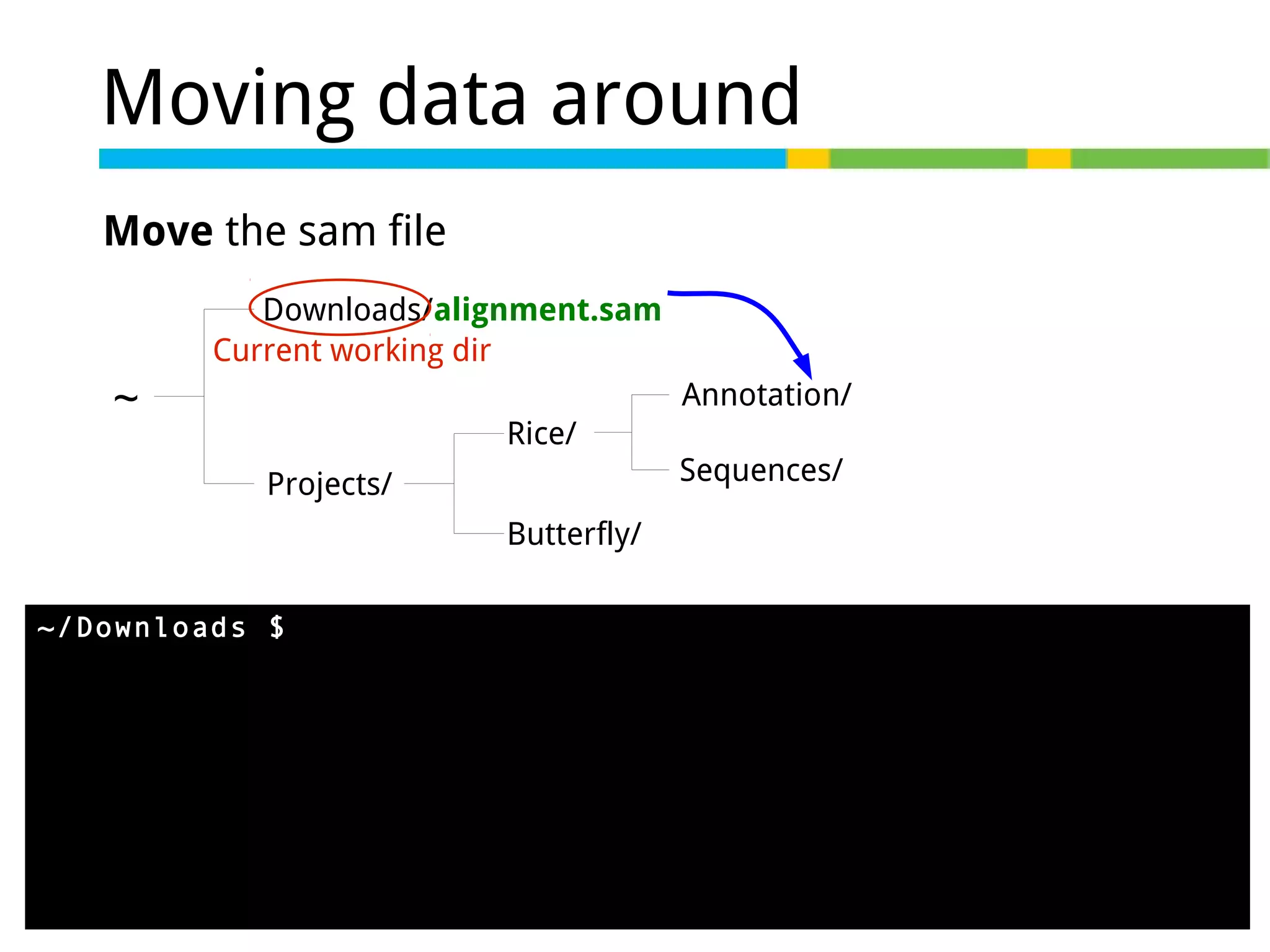 Moving data around
Move the sam file
Downloads/alignment.sam
Current working dir

~

Annotation/
Rice/
Projects/

Sequences/

Butterfly/
~/Downloads $ mv alignment.sam ../Projects/Rice/Annotation/

 