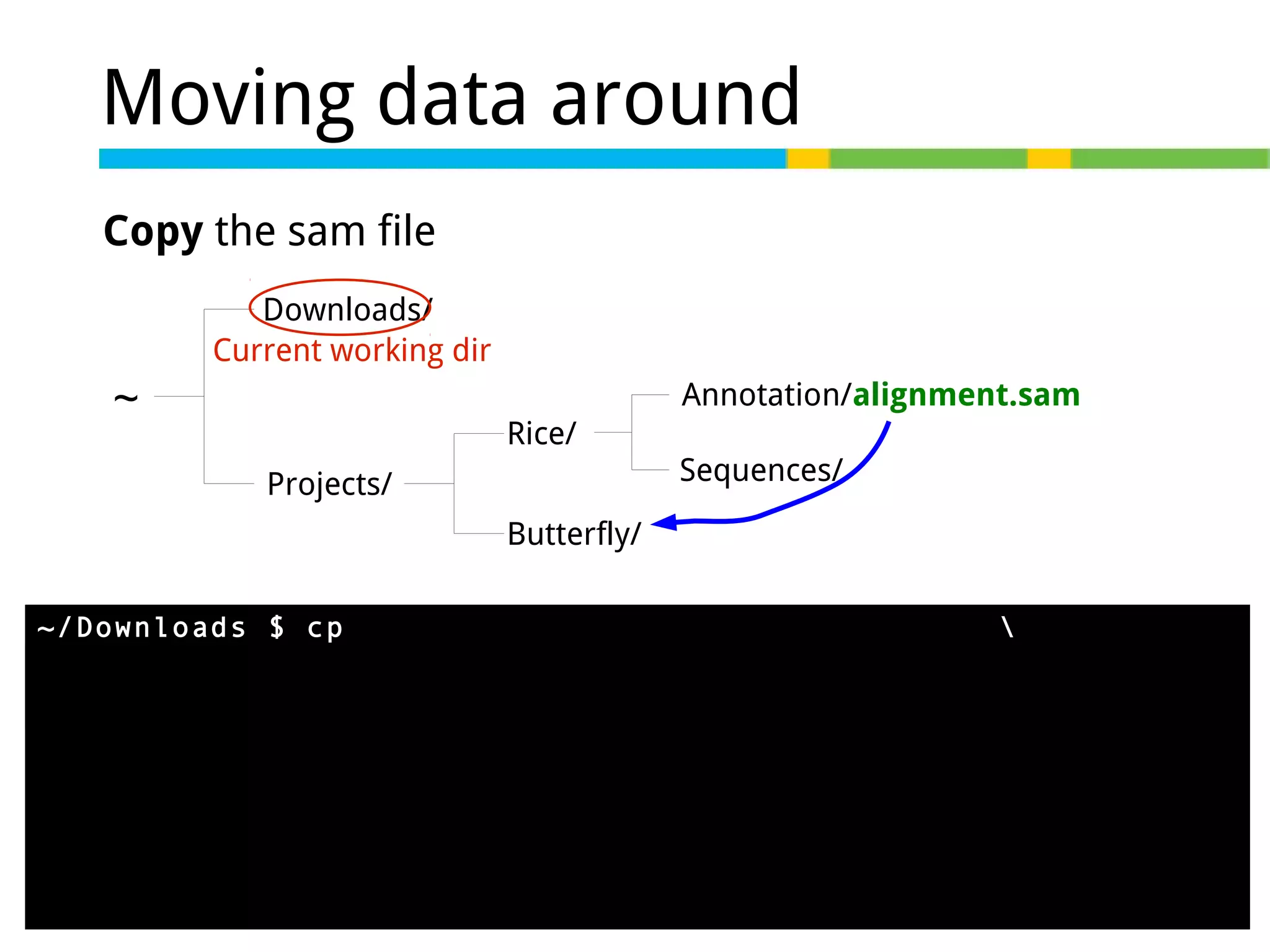 Moving data around
Copy the sam file
Downloads/
Current working dir

~

Annotation/alignment.sam
Rice/
Projects/

Sequences/

Butterfly/
~/Downloads $ cp
../Projects/Rice/Annotation/alignment.sam
../Projects/Butterfly/




 