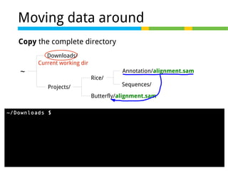 Moving data around
Copy the complete directory
Downloads/
Current working dir

~

Annotation/alignment.sam
Rice/
Projects/

Sequences/

Butterfly/alignment.sam
~/Downloads $ cp -R ~/Projects/Rice/Annotation/
../../Butterfly/



 