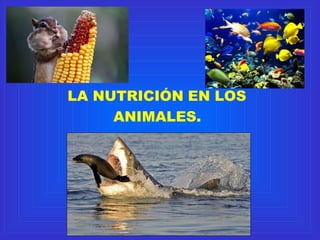 LA NUTRICIÓN EN LOS
ANIMALES.
 