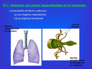• La excreción se lleva a cabo por:
• a) Los órganos respiratorios
• b)Los órganos excretores
D.1.- Animales con partes es...