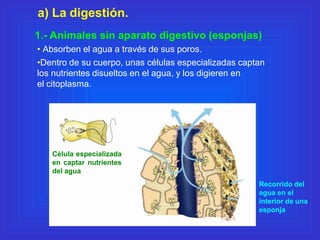 a) La digestión.
1.- Animales sin aparato digestivo (esponjas)
• Absorben el agua a través de sus poros.
•Dentro de su cue...