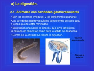 a) La digestión.
2.1.-Animales con cavidades gastrovasculares
• Son los cnidarios (medusa) y los platelmintos (planaria).
...