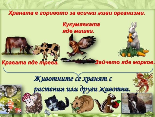 Живи организми - ЧП, 3 клас, Булвест
