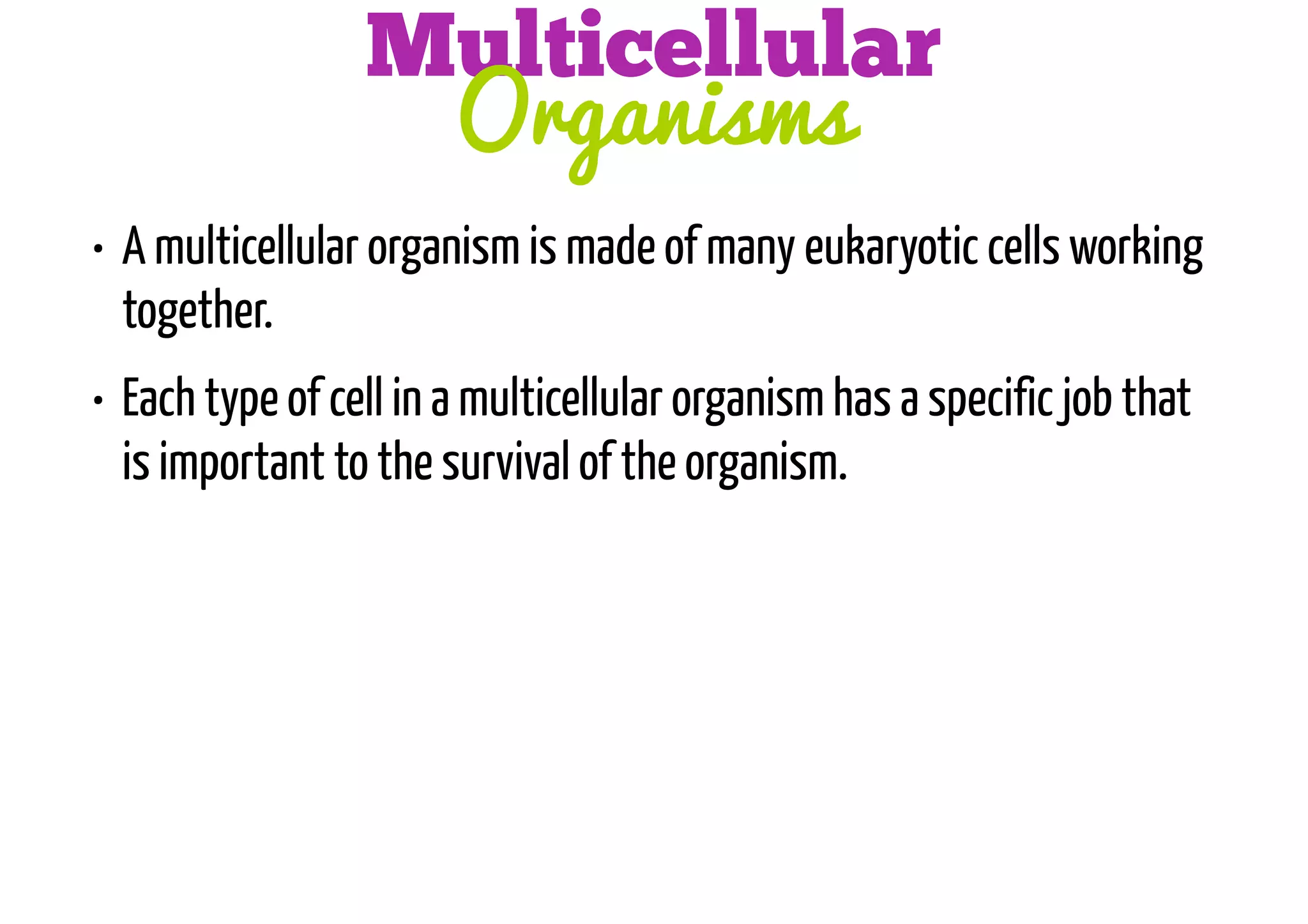 Multicellular
Organisms
• A multicellular organism is made of many eukaryotic cells working
together.
• Each type of cell in a multicellular organism has a specific job that
is important to the survival of the organism.

 