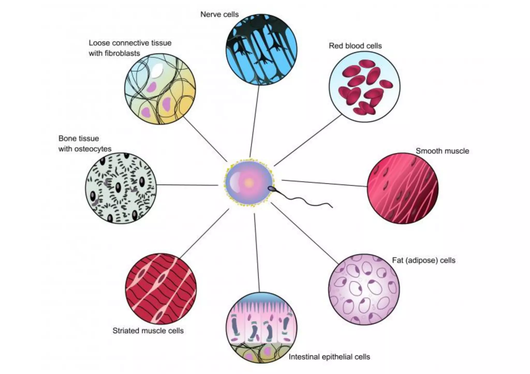 Multicellular
Organisms

 