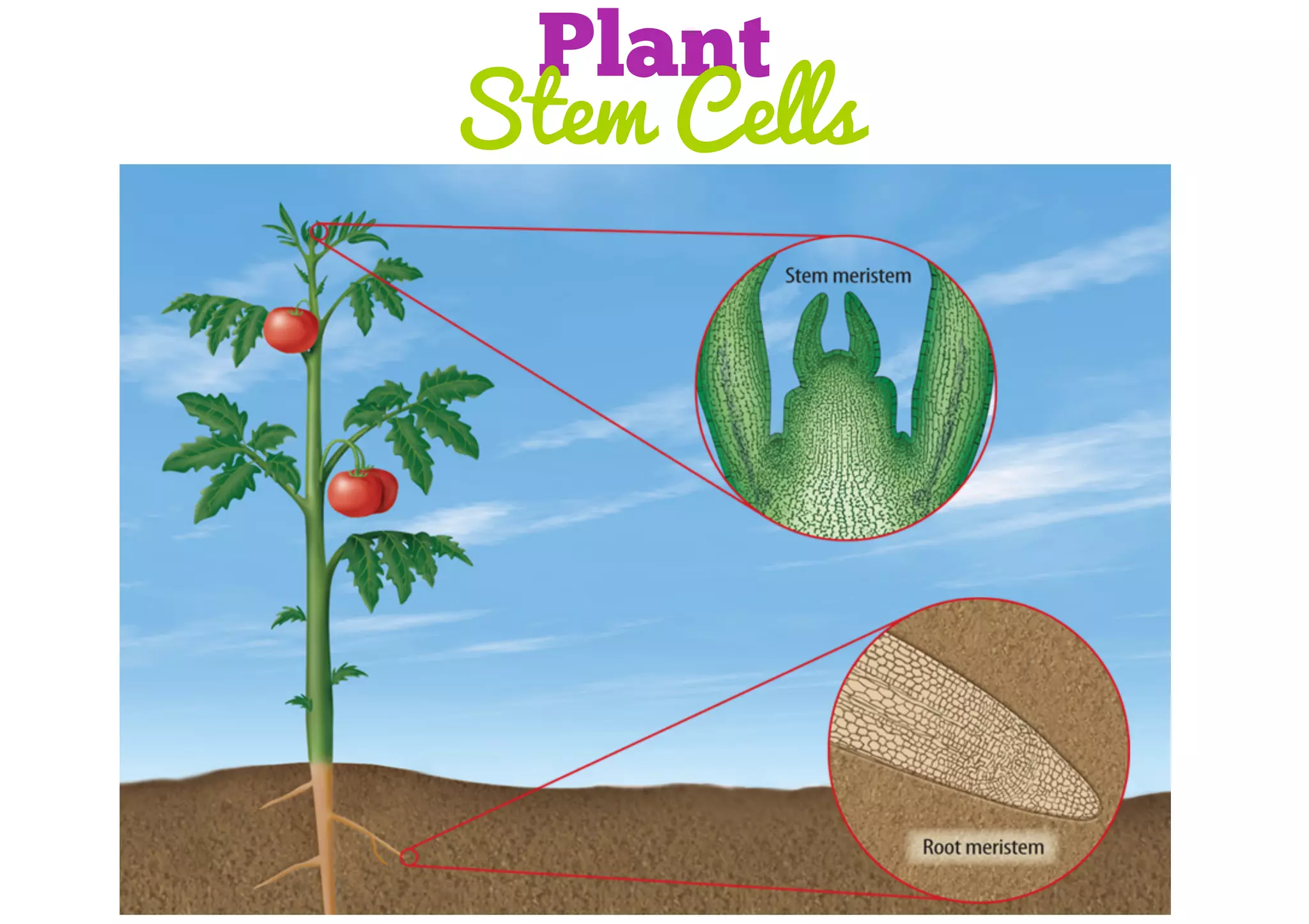 Plant
Stem Cells

 
