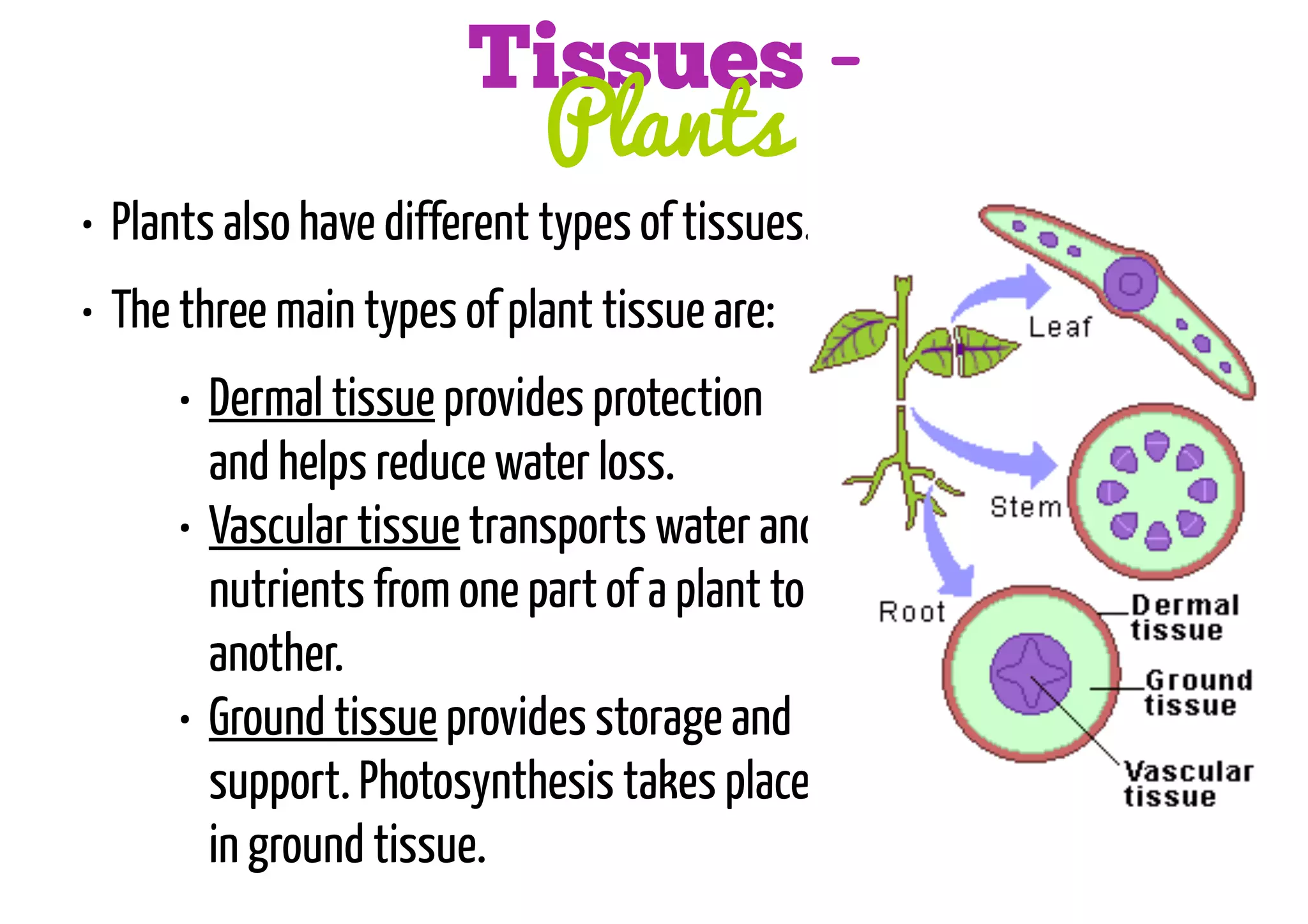 Tissues Plants

• Plants also have different types of tissues.
• The three main types of plant tissue are:

• Dermal tissue provides protection
and helps reduce water loss.
• Vascular tissue transports water and
nutrients from one part of a plant to
another.
• Ground tissue provides storage and
support. Photosynthesis takes place
in ground tissue.

 