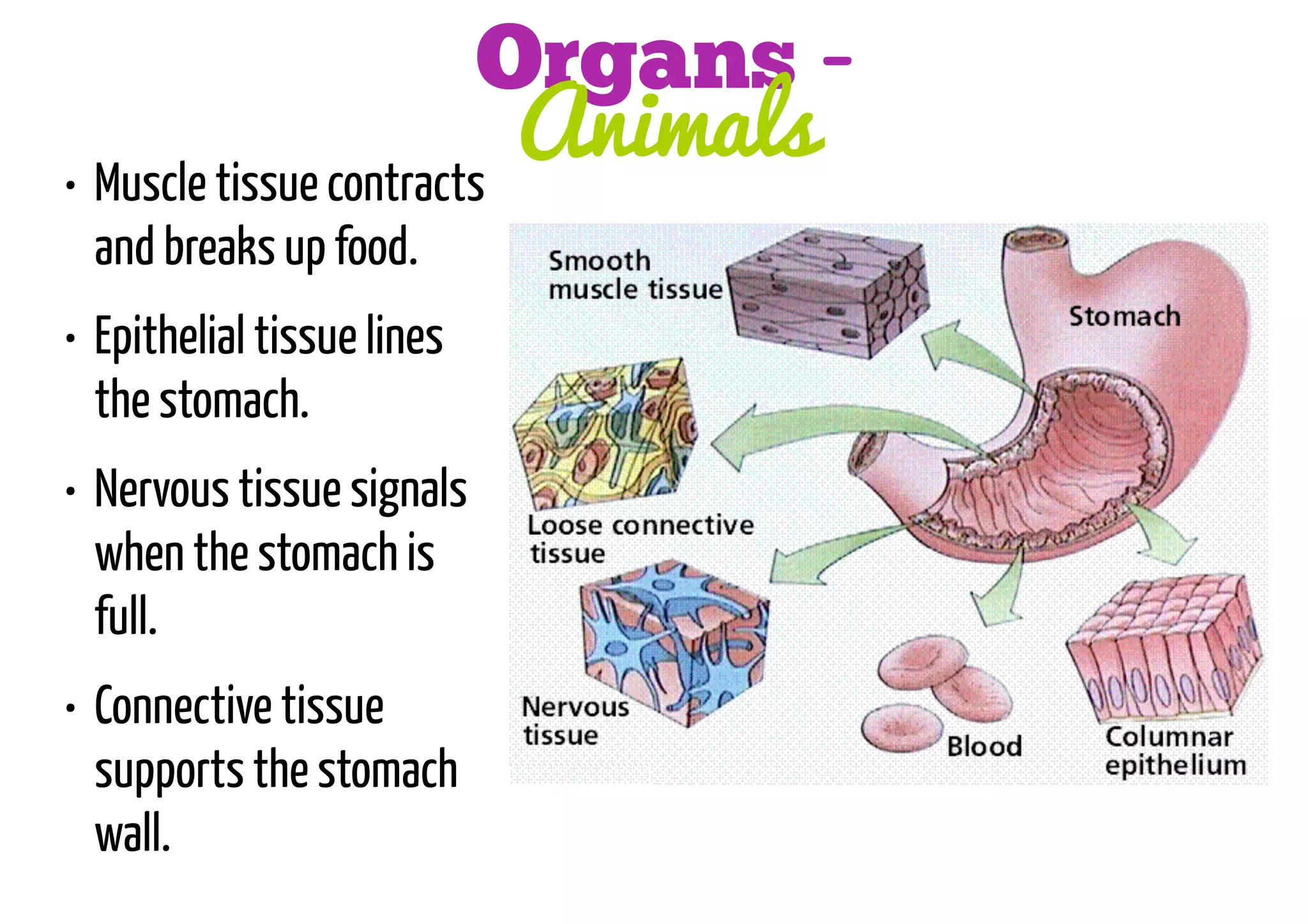 Organs Animals
• Muscle tissue contracts
and breaks up food.
• Epithelial tissue lines
the stomach.
• Nervous tissue signals
when the stomach is
full.
• Connective tissue
supports the stomach
wall.

 
