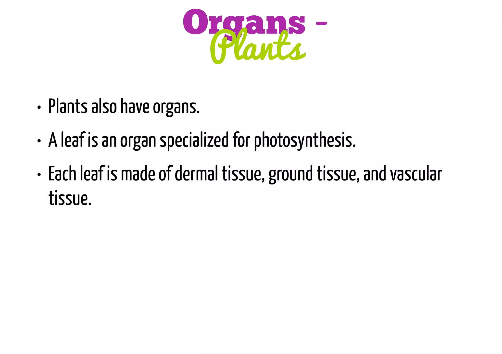 Organs Plants
• Plants also have organs.
• A leaf is an organ specialized for photosynthesis.
• Each leaf is made of dermal tissue, ground tissue, and vascular
tissue.

 