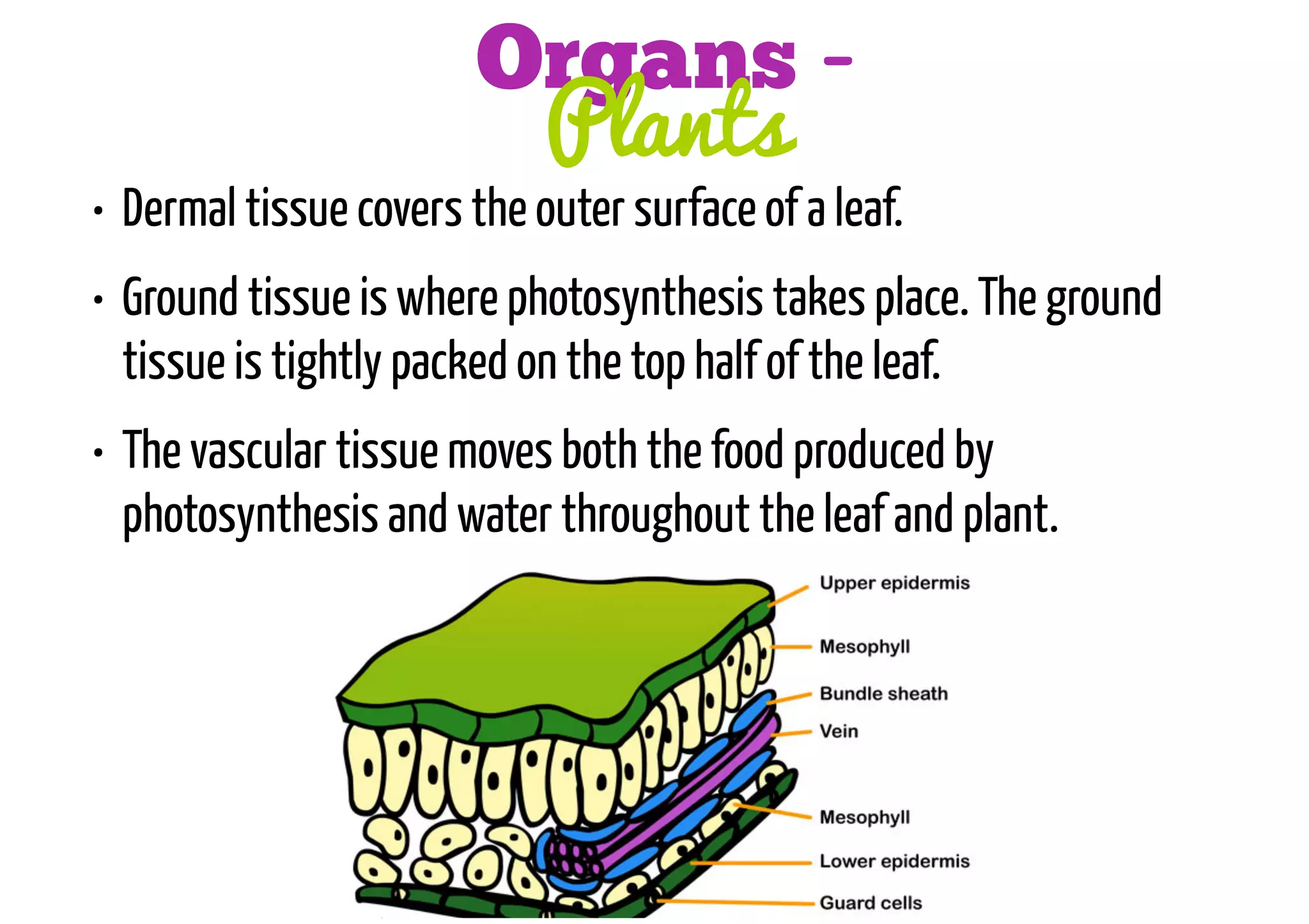 Organs Plants

• Dermal tissue covers the outer surface of a leaf.
• Ground tissue is where photosynthesis takes place. The ground
tissue is tightly packed on the top half of the leaf.
• The vascular tissue moves both the food produced by
photosynthesis and water throughout the leaf and plant.

 