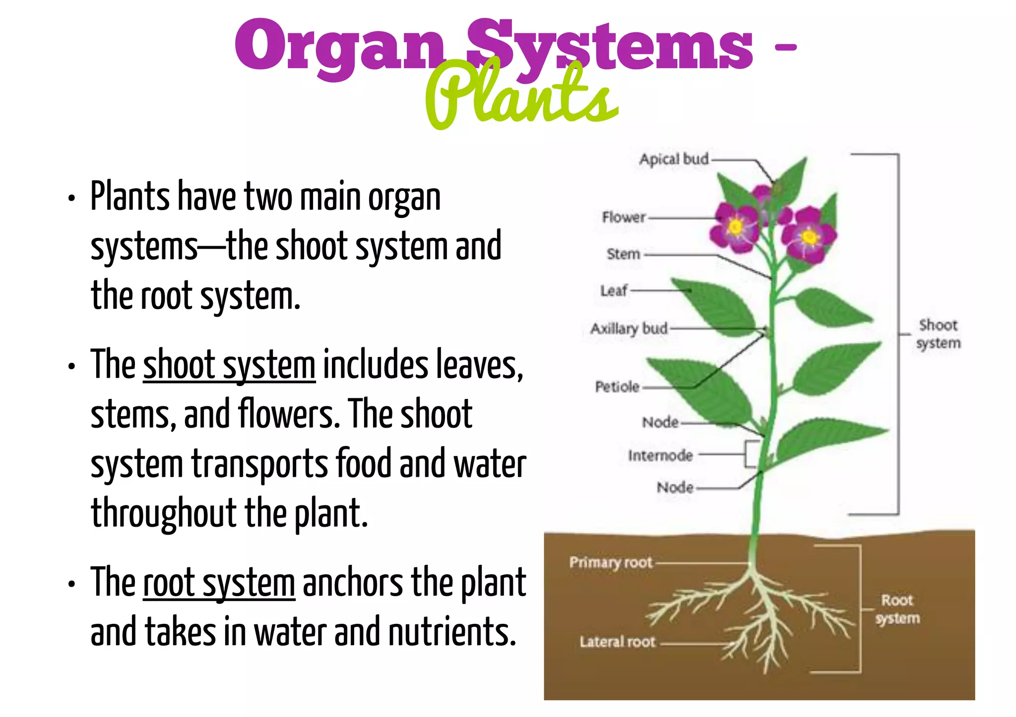Organ Systems Plants
• Plants have two main organ
systems—the shoot system and
the root system.
• The shoot system includes leaves,
stems, and flowers. The shoot
system transports food and water
throughout the plant.
• The root system anchors the plant
and takes in water and nutrients.

 