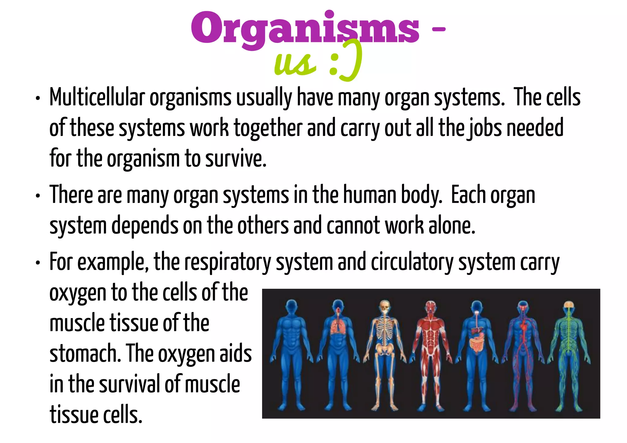 Organisms us :)

• Multicellular organisms usually have many organ systems. The cells
of these systems work together and carry out all the jobs needed
for the organism to survive.
• There are many organ systems in the human body. Each organ
system depends on the others and cannot work alone.
• For example, the respiratory system and circulatory system carry
oxygen to the cells of the
muscle tissue of the
stomach. The oxygen aids
in the survival of muscle
tissue cells.

 
