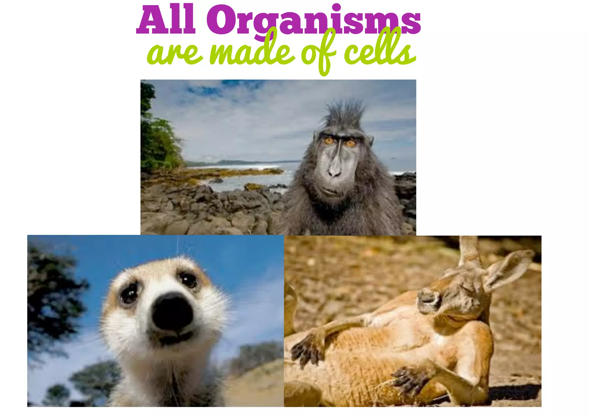 All Organisms
are made of cells

 