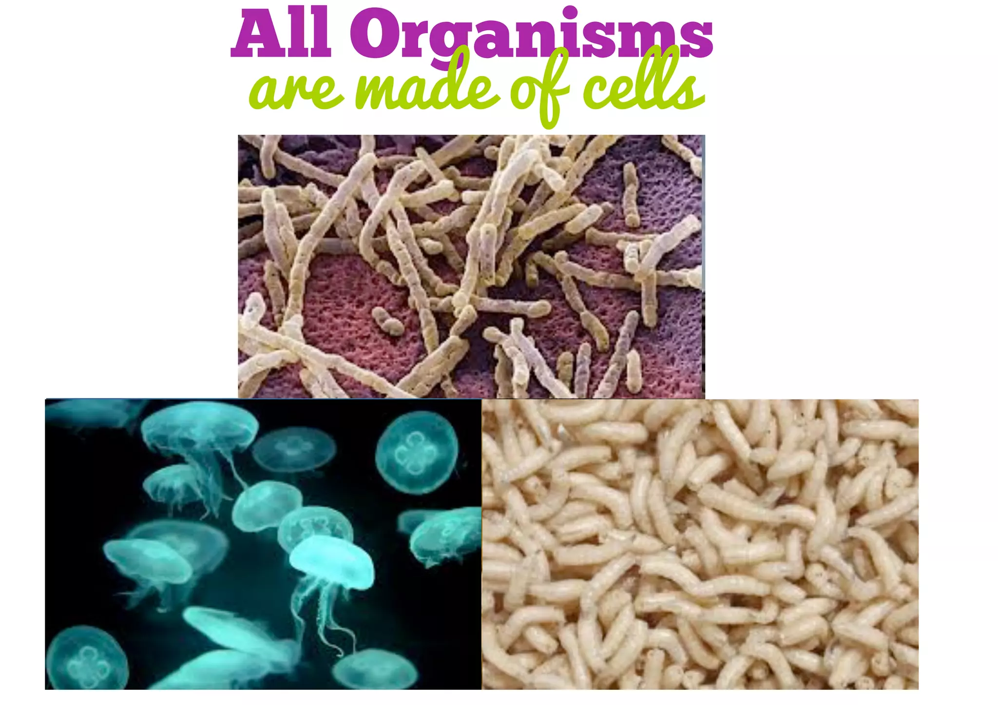 All Organisms
are made of cells

 