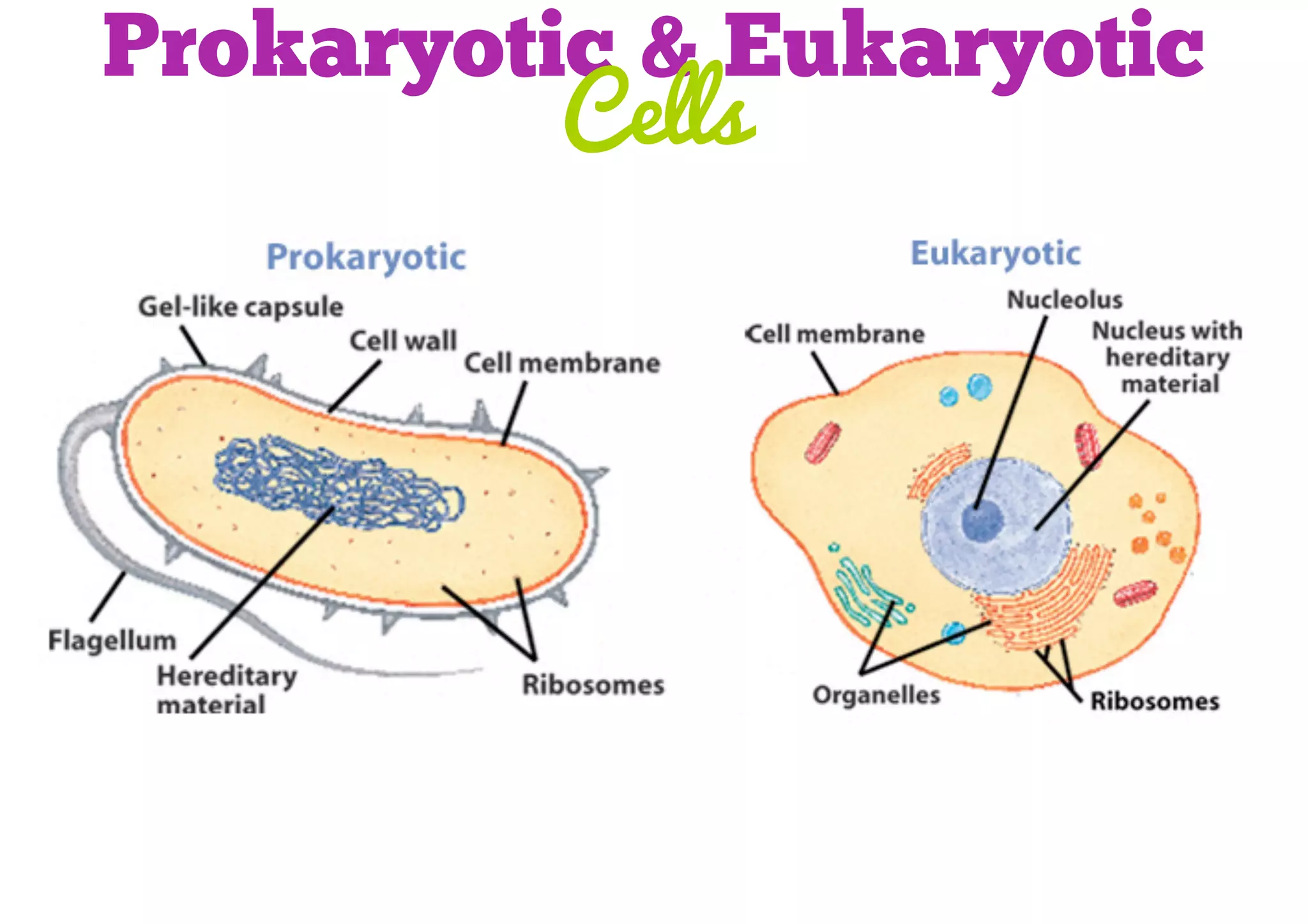 Prokaryotic & Eukaryotic
Cells

 